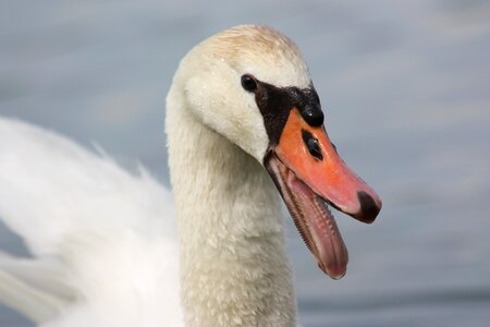 Water bird wild birds nature