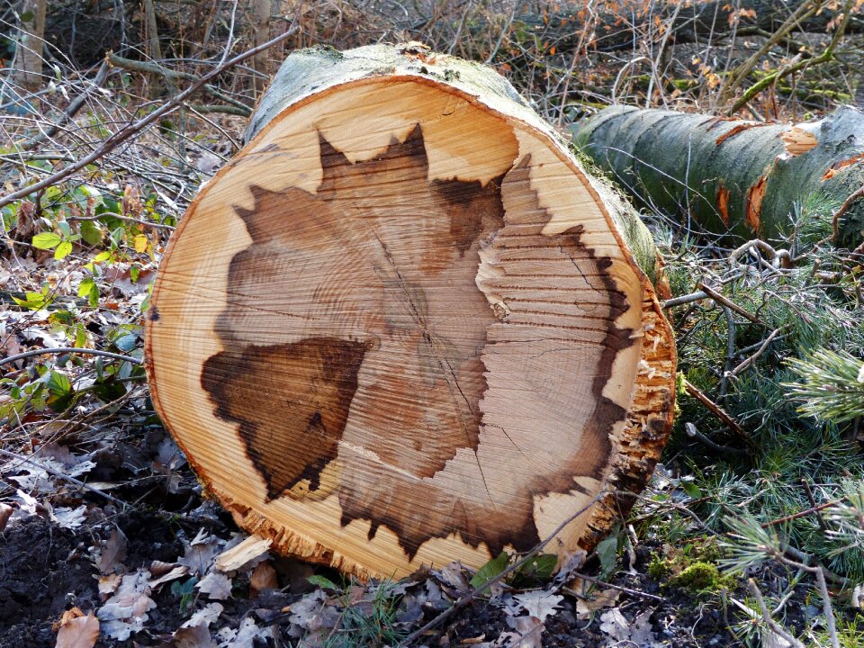 Wood structure pattern