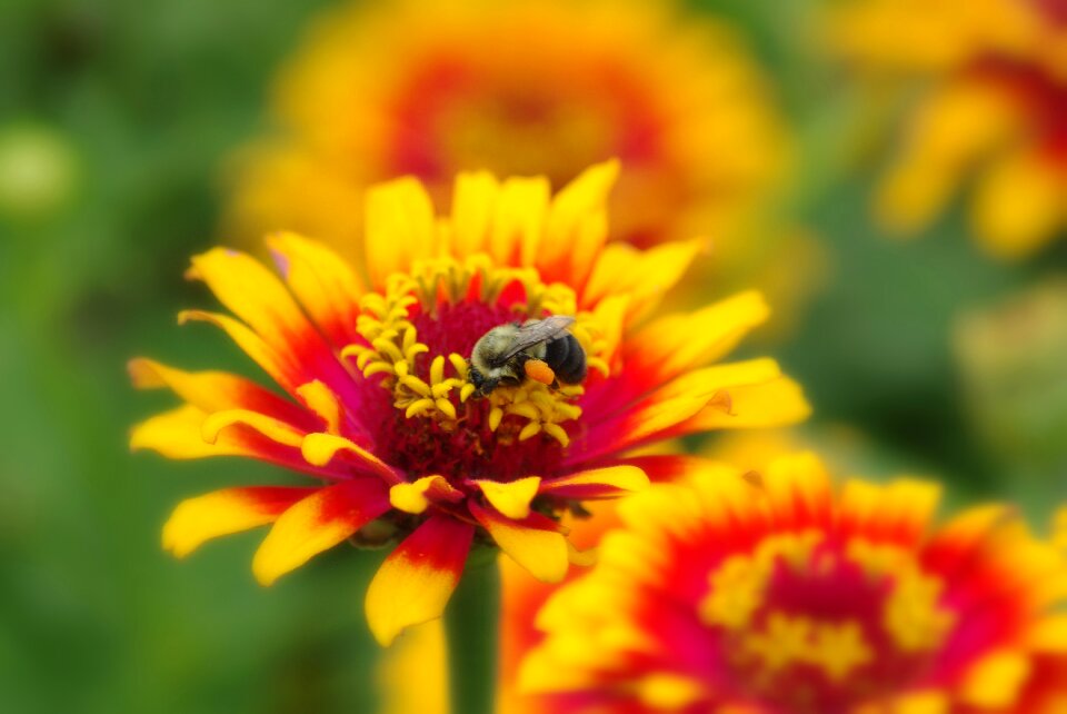 Spring yellow pollen
