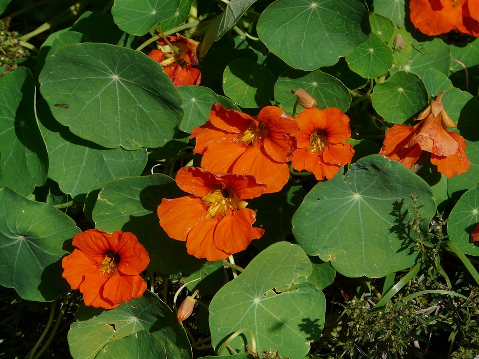 Flower orange tropaeolum majus