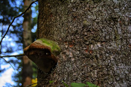 Poland tree top photo