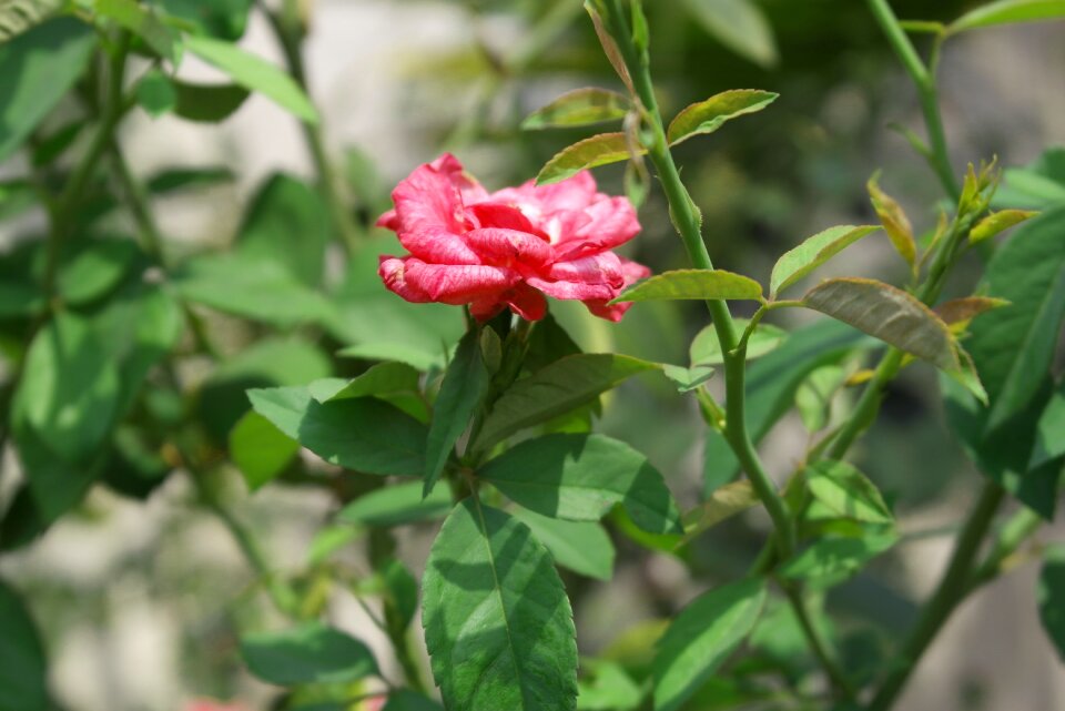 Flower plant garden