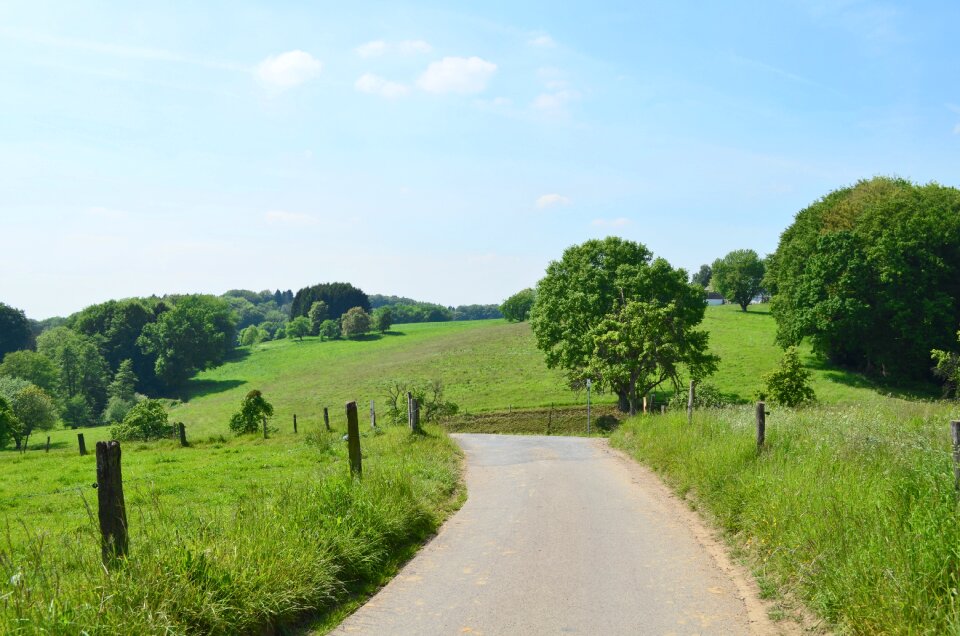 Juicy green meadow