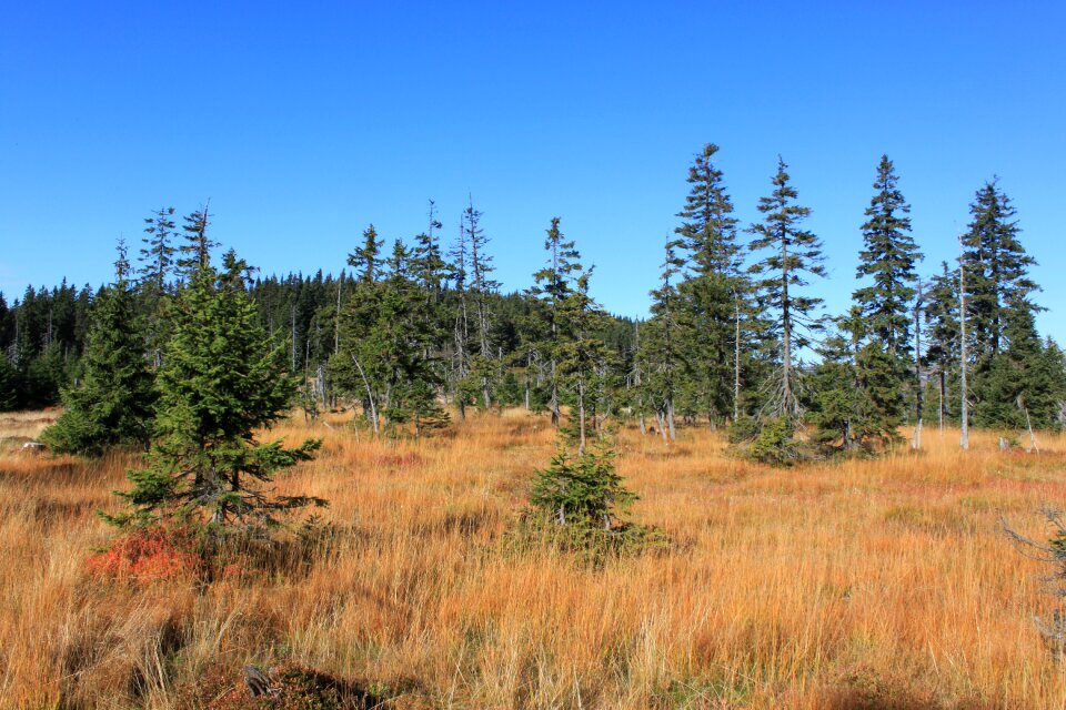 Forest mountains nature
