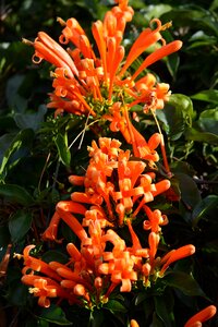 Flora tanzania usambara mountains