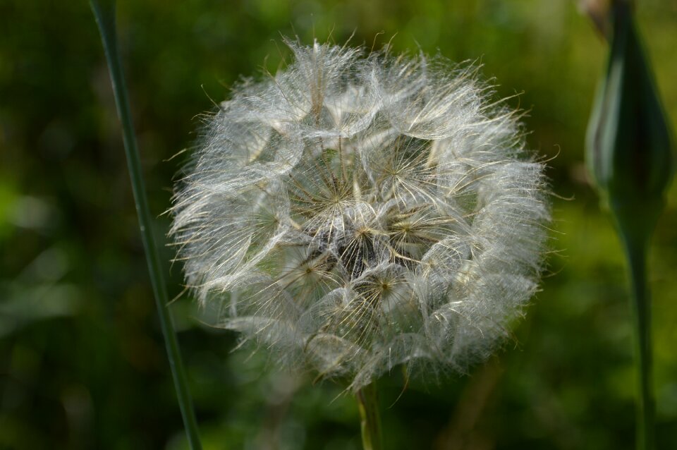 Dandelion plant taraxacum officinale