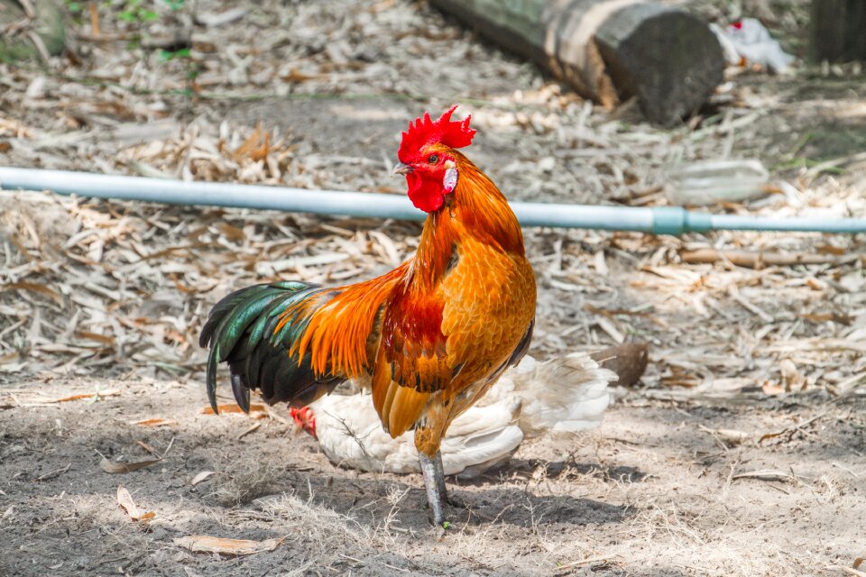 Jungle fowl domestic fowl flying