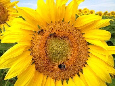 Nature bee flora