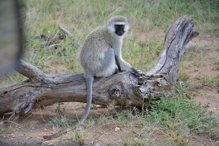 National park serengeti park tanzania photo