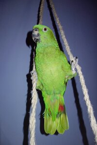 Green bird animal photo