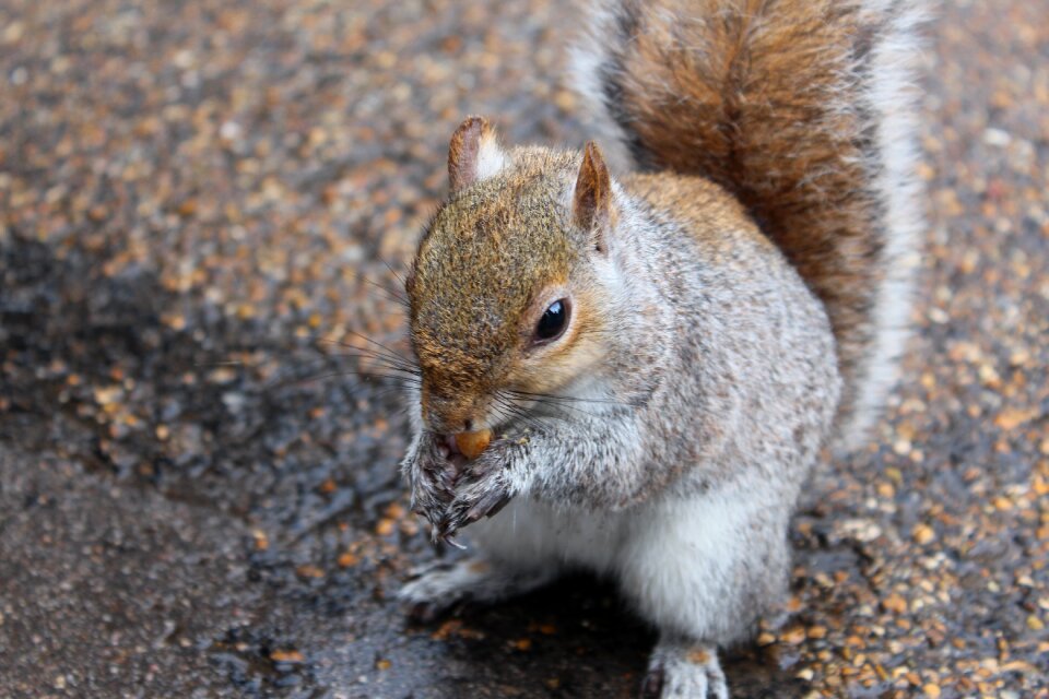 Animals squirrel england