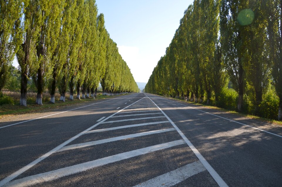 Poplars vista nature