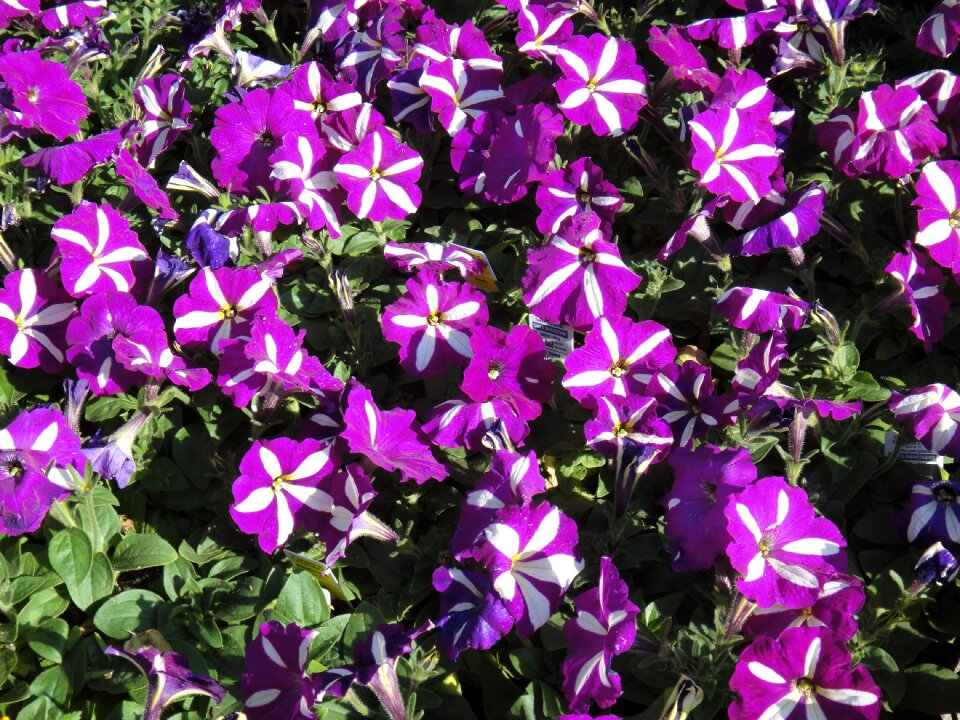 Flower plant