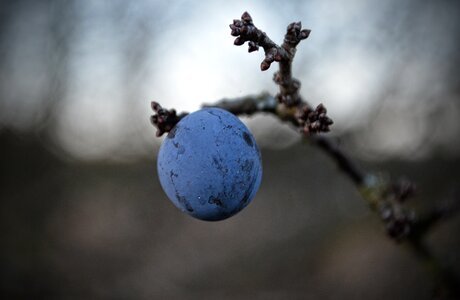 Fetus branch macro
