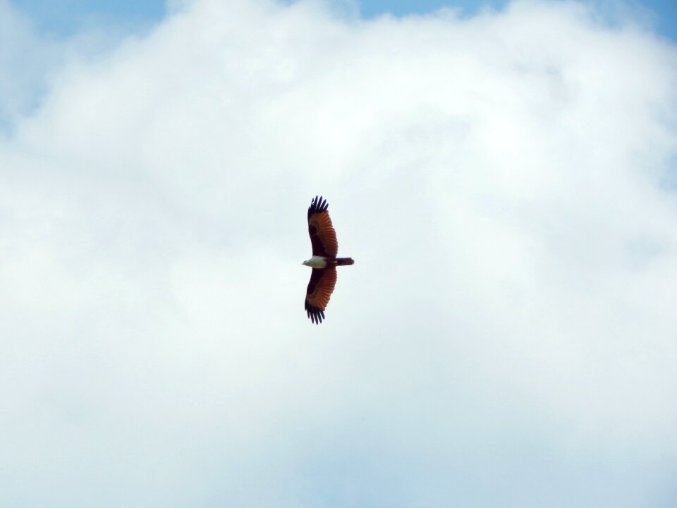 Wing freedom eagle flying