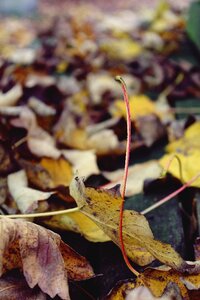 Leaves in the autumn fall foliage forest photo