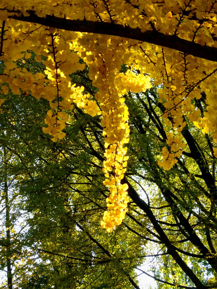 Leaves colorful color