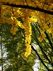 Leaves colorful color photo