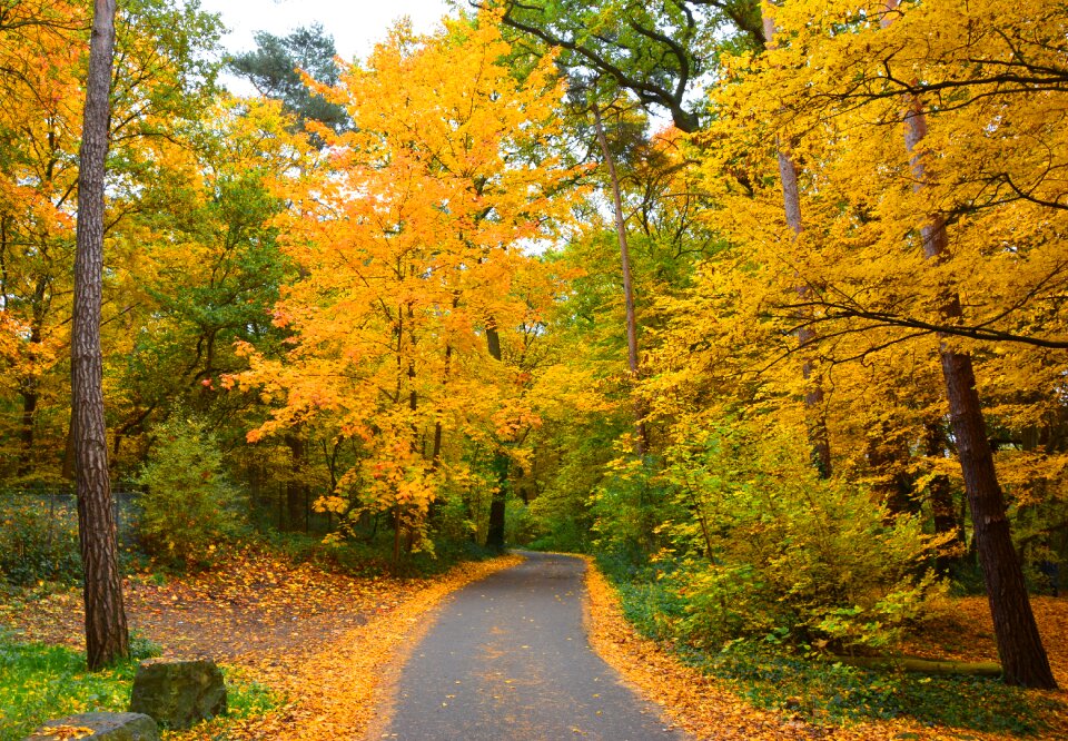 Forest away golden autumn