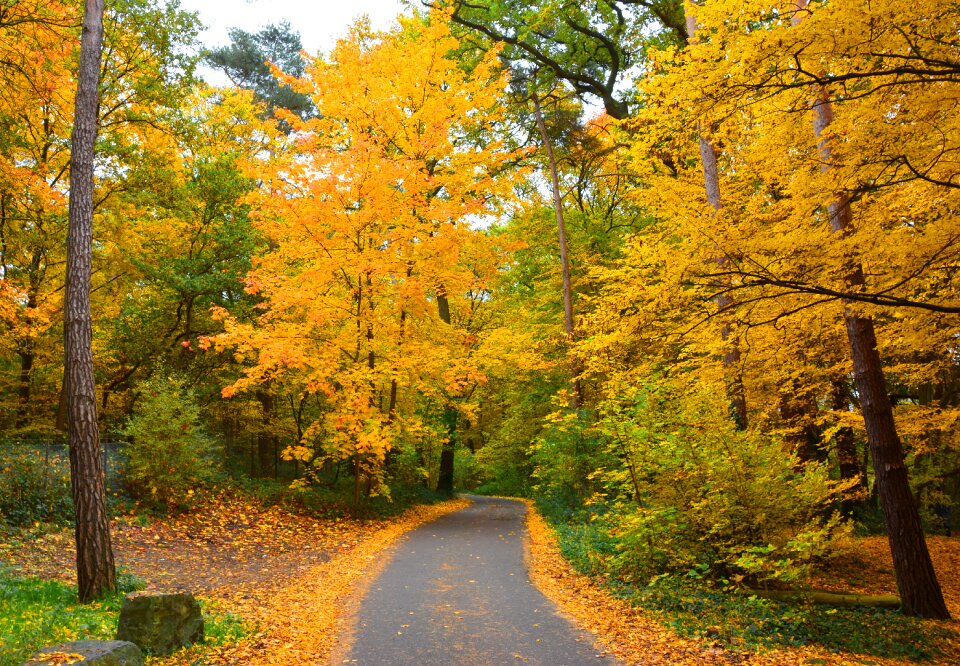 Forest away golden autumn photo