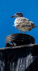 Flying animal sky photo