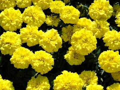 Large flowers