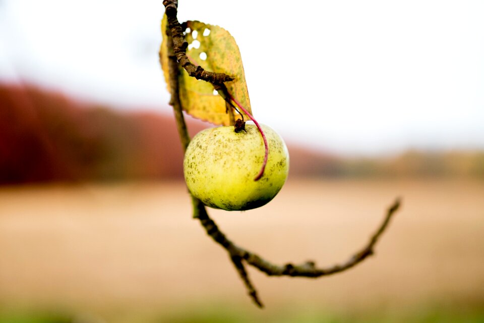 Autumn field close up