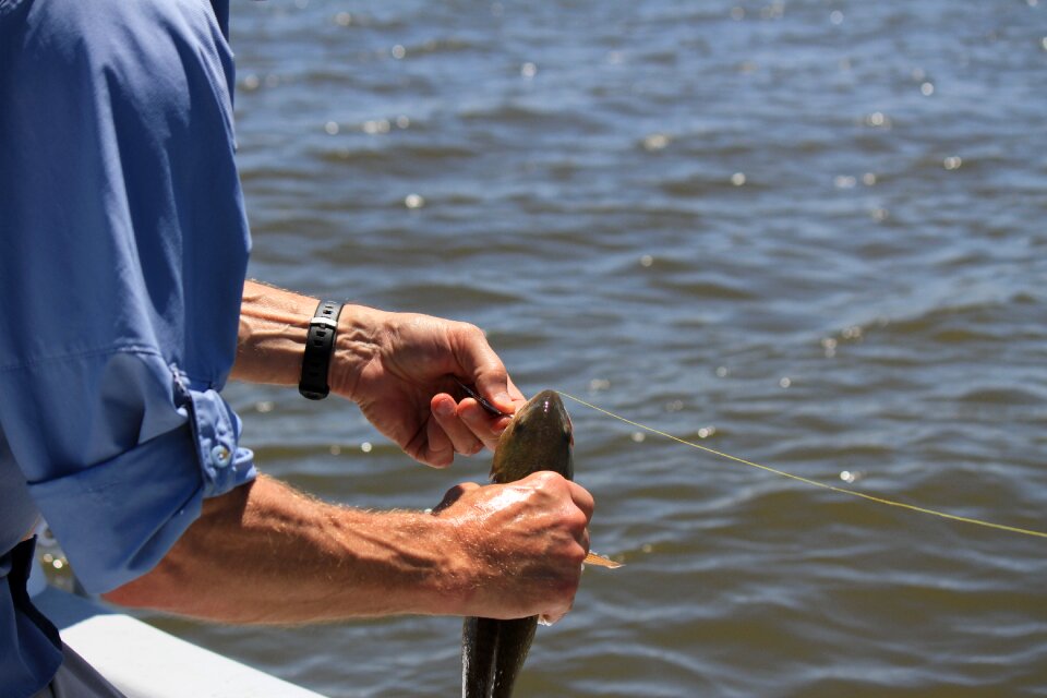 Coastal water rod photo