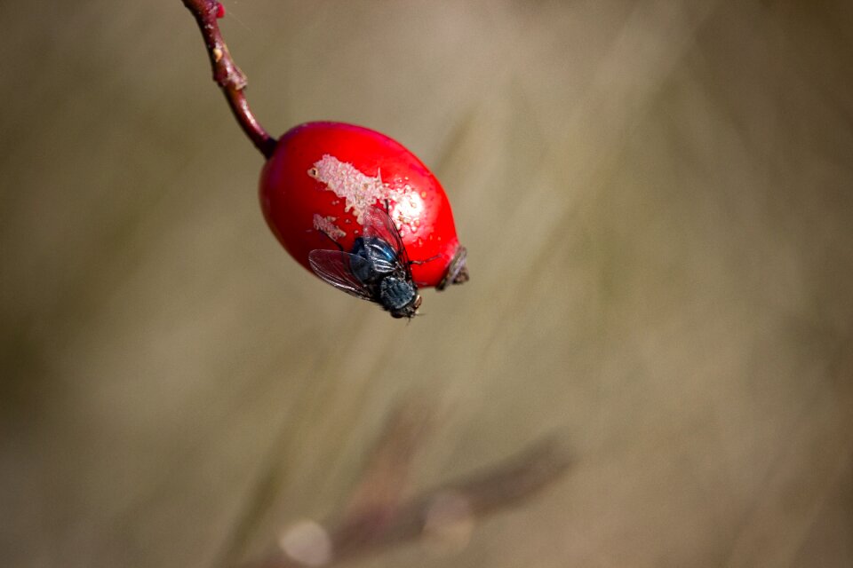Berry insect vermin
