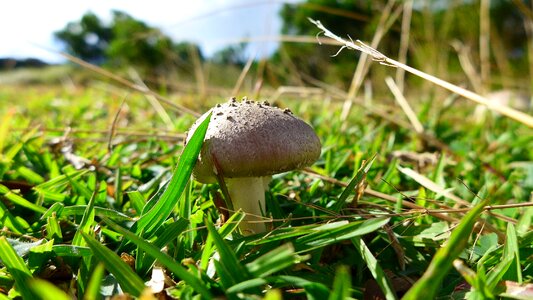 Mushroom sheding park prairie