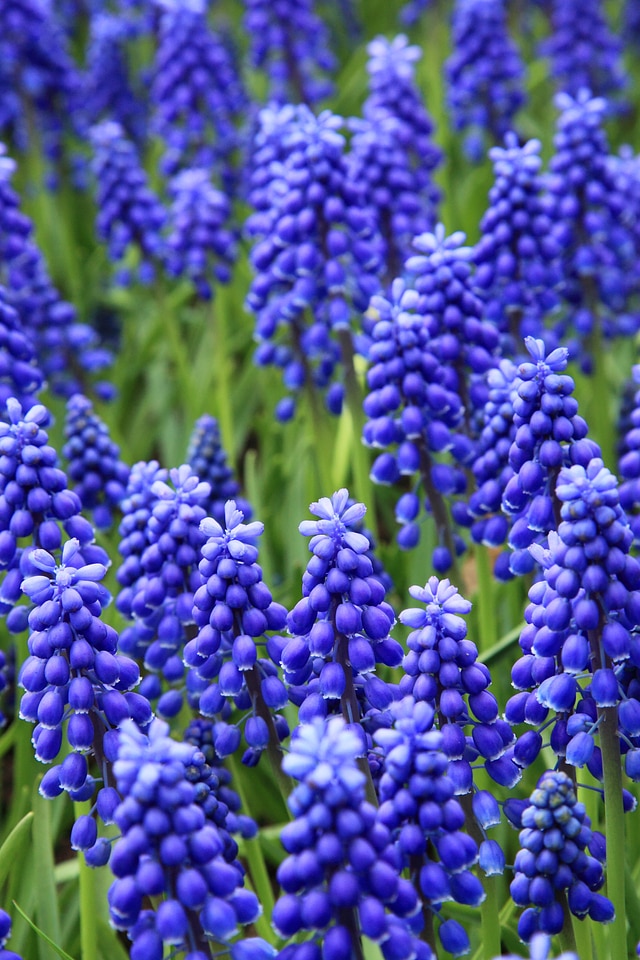 Blue colorful flower photo