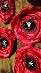 Flowers poppy floral