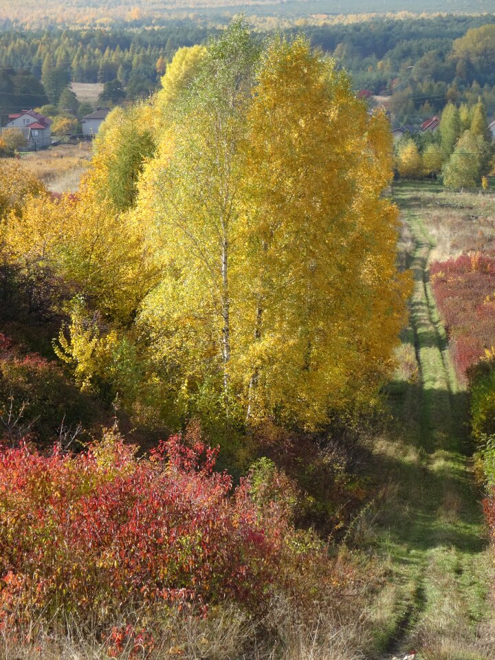 Way landscape autumn