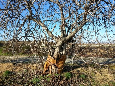 Tree barrel vine