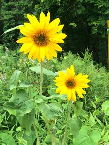 Yellow plant blossom