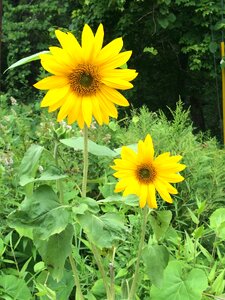 Yellow plant blossom photo