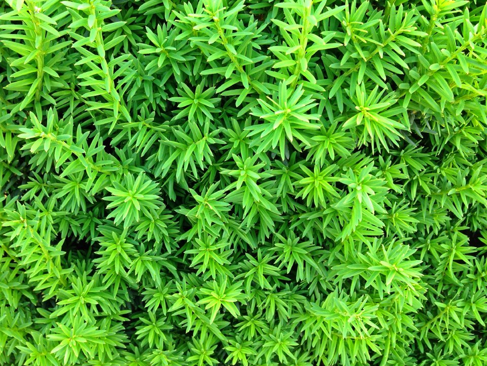 Nature close up plant