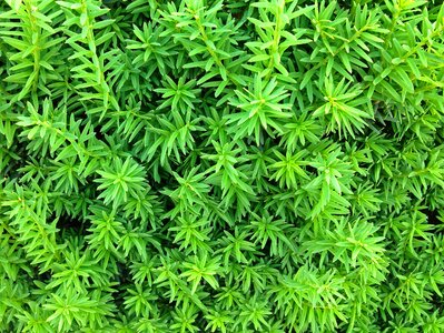 Nature close up plant