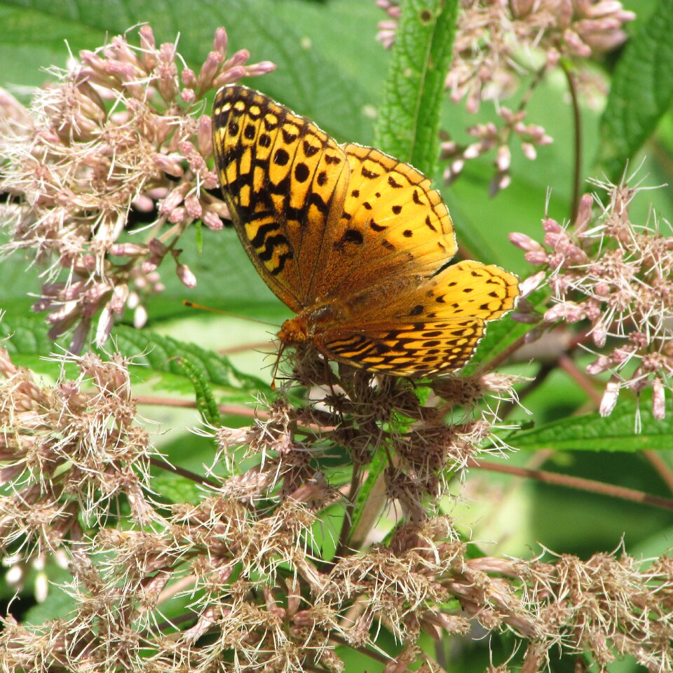 Pearl crescent wild flower