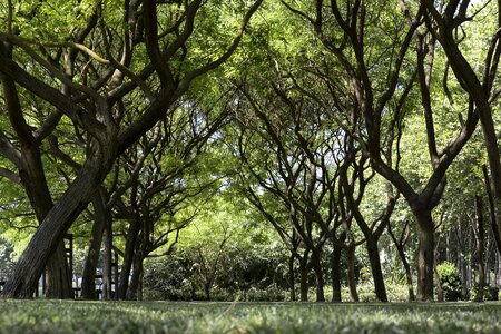 Natural tree planting forest