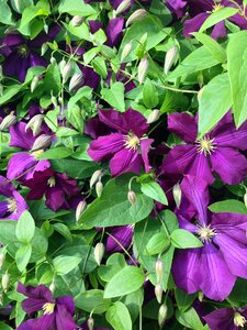 Plant purple stars shap