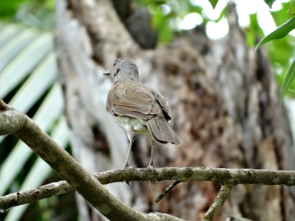 Bird nature freedom