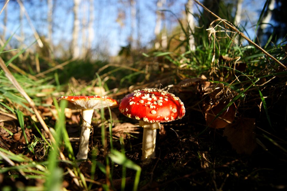 Mushrooms forest poisoning