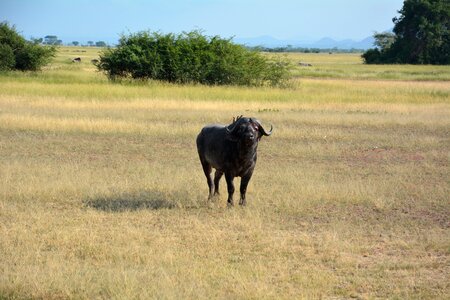 National park serengeti park tanzania photo