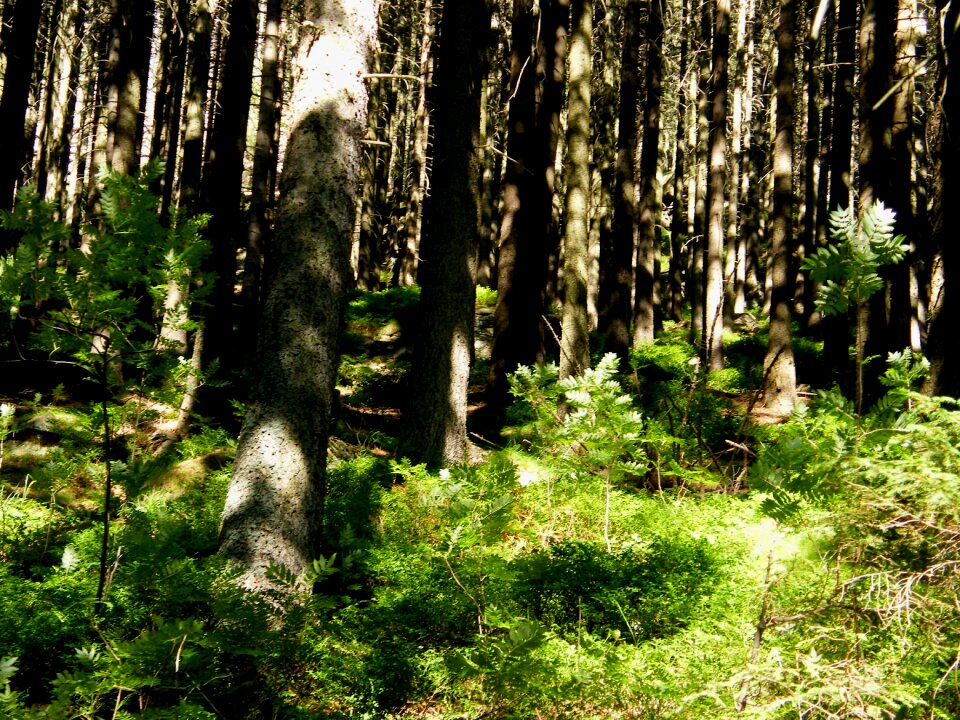 Nature reflected rays plants