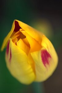 Summer petal love