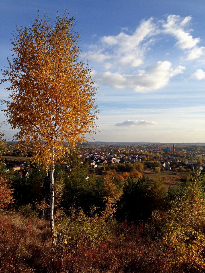 Tree landscape autumn