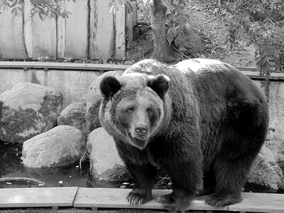 Zoo animal nature