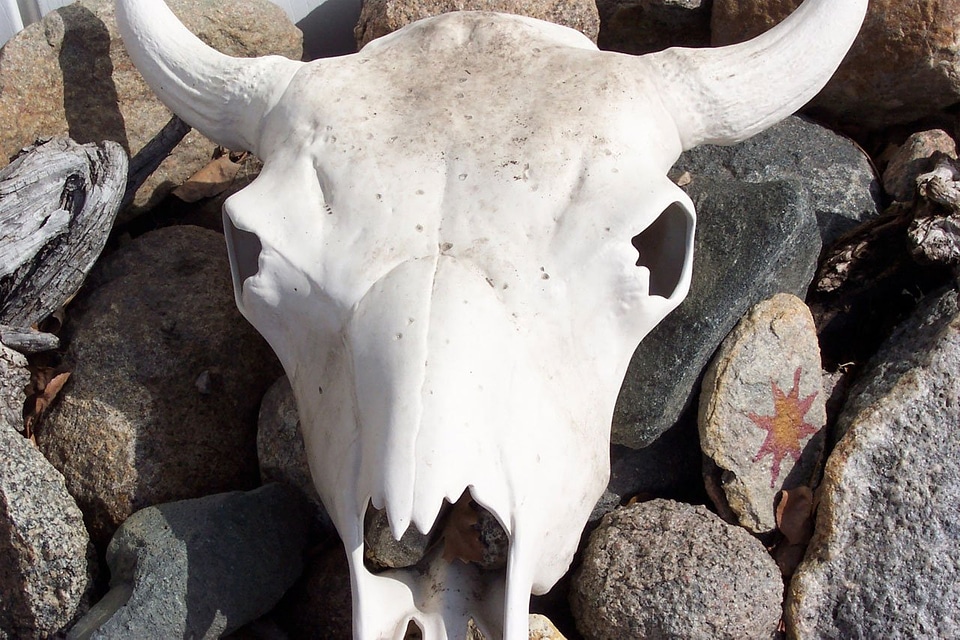 Skull horns bones photo