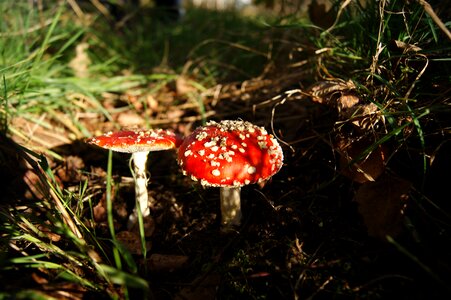 Mushrooms amanita forest